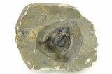 Multi-Toned Diademaproetus Trilobite - Ofaten, Morocco #286542-2